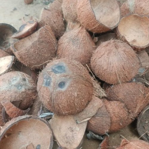 Dry Coconut Shell