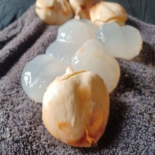 Frozen Tadgola