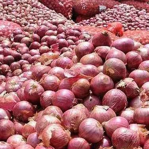 A Grade Maharashtra Fresh Red Onion
