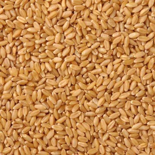 Cereal Grains