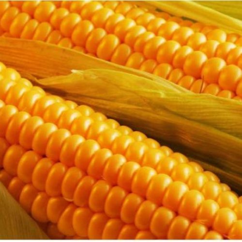 Yellow Natural Corn Maize