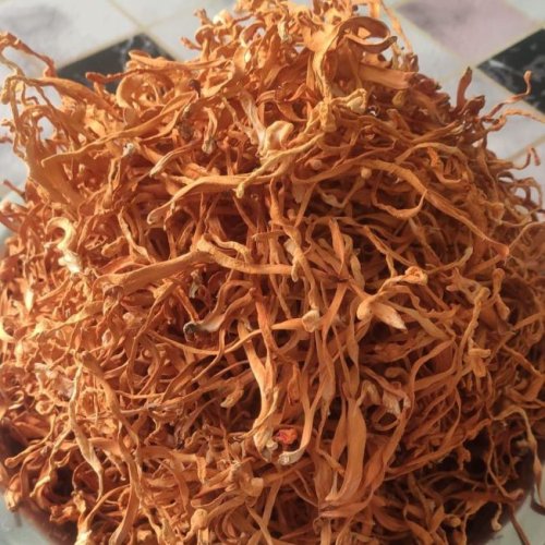 Cordyceps Militaris Mushroom