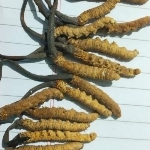 Natural Cordyceps Sinensis