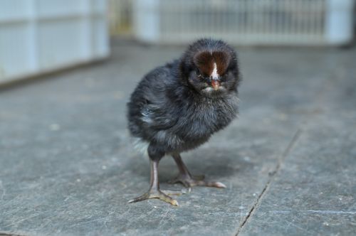 1 Day Old Black Australorp Chick
