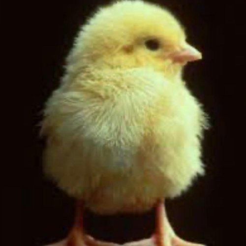 Broiler Chicken Chick