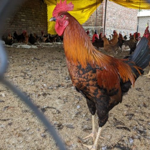 Country Chicken Ready Bird