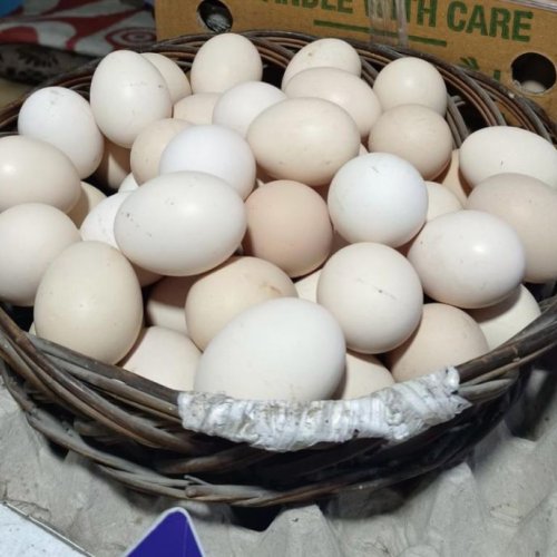White Gavran Eggs