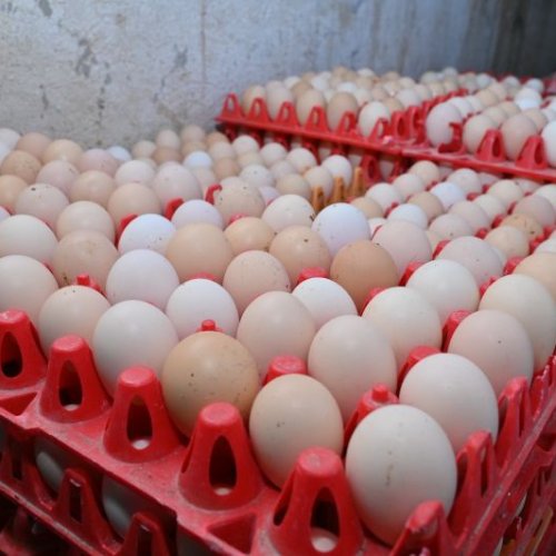 Hatching Kaveri Eggs