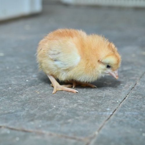 Desi Gavran Chick