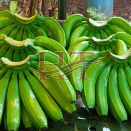 Fresh Green Banana