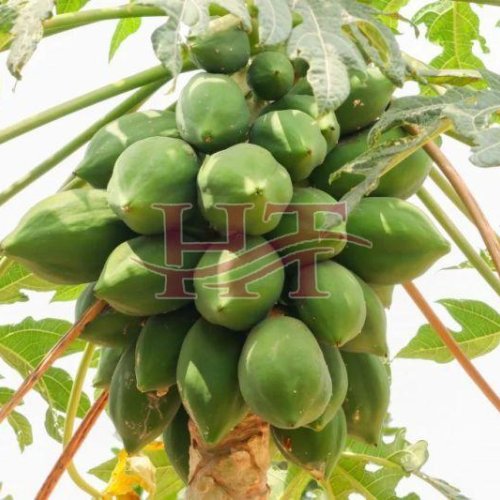 Fresh Green Papaya