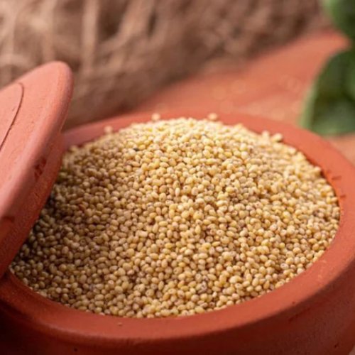 Indian Pearl Millet