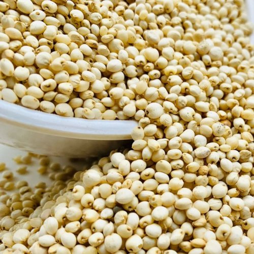 White Sorghum Seeds