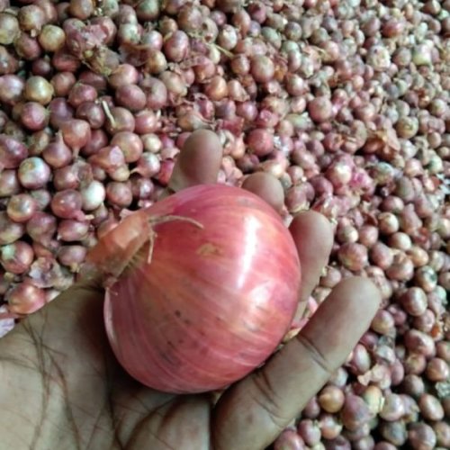 Fresh Red Onion
