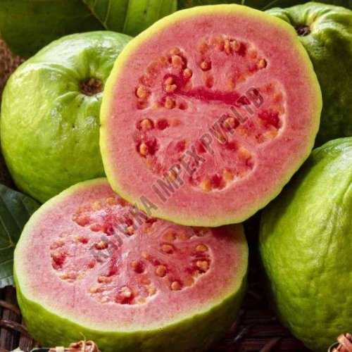 Fresh Guava