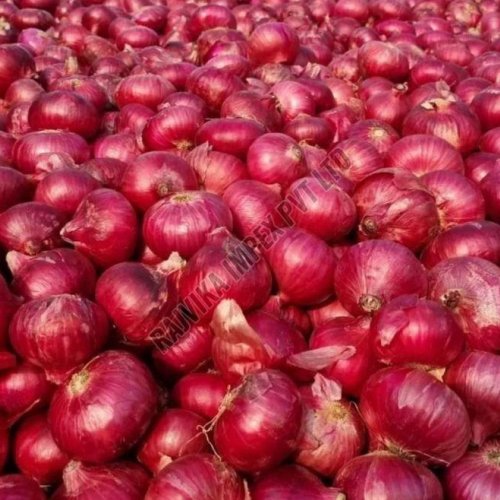 Fresh Red Onion