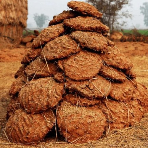 Round Cow Dung Cake