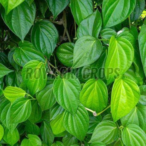 Fresh Betel Leaves