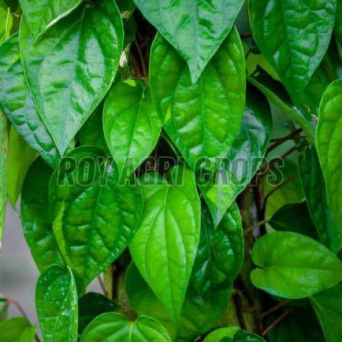 Green Betel Leaves
