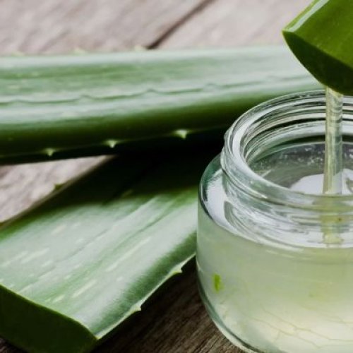 Aloe Vera Processing Machine