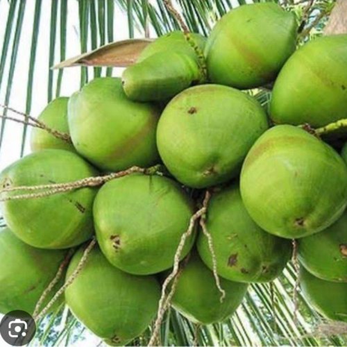 Green Tender Coconut