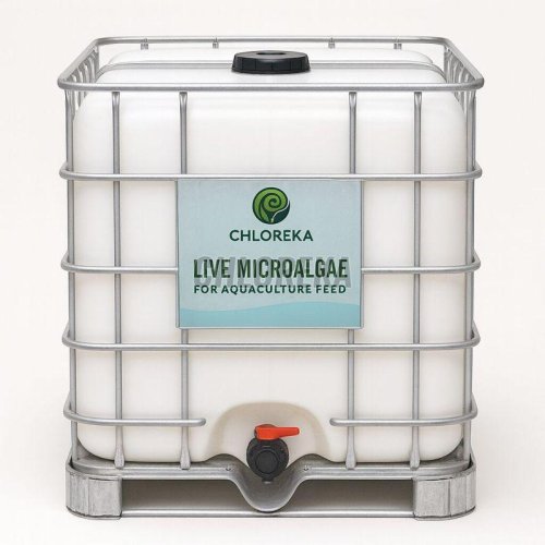 Aquaculture Live Green Microalgae Feed