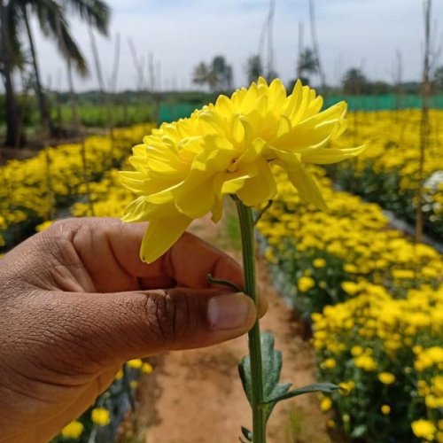 Chrysanthemum Plants and Flowers