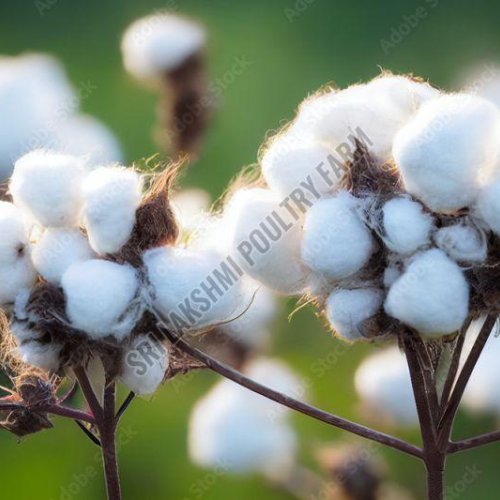 Raw Cotton
