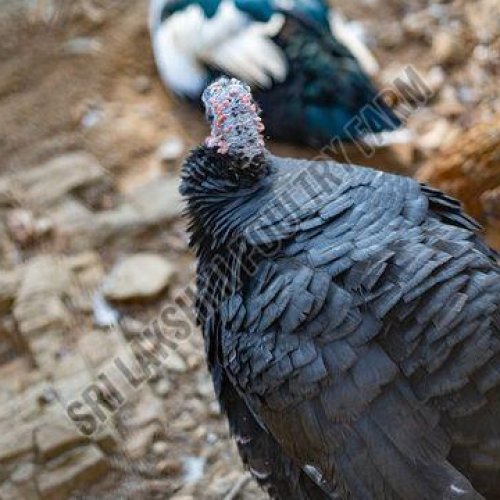 Black Turkey Hen