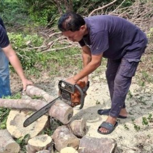 Agarwood Harvesting Service