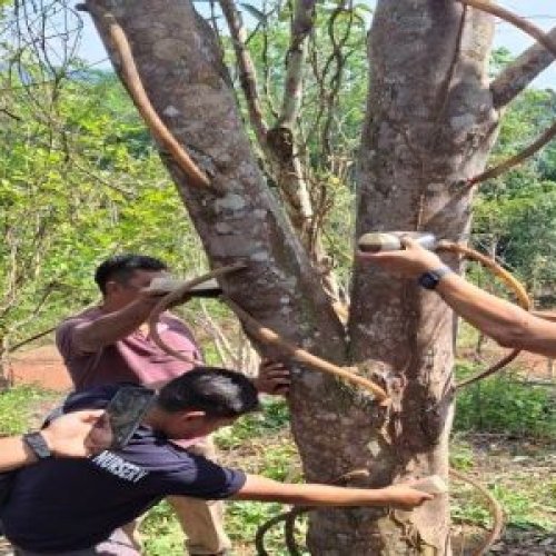 Agarwood Inoculation Service