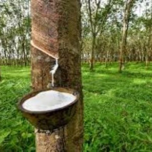 Rubber Latex Enhancer Service