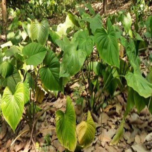 Sugandhmantri Farming Service