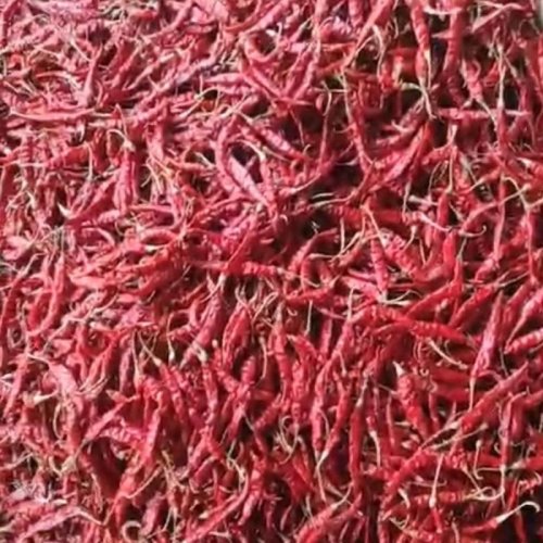 Dried Red Chilli