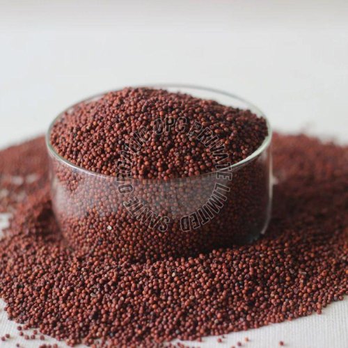 finger millet