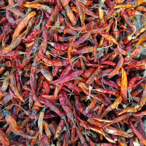 Fatki Dry Red Chilli