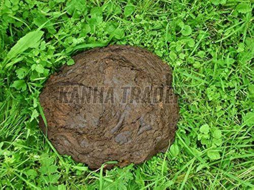 Fresh Wet Cow Dung