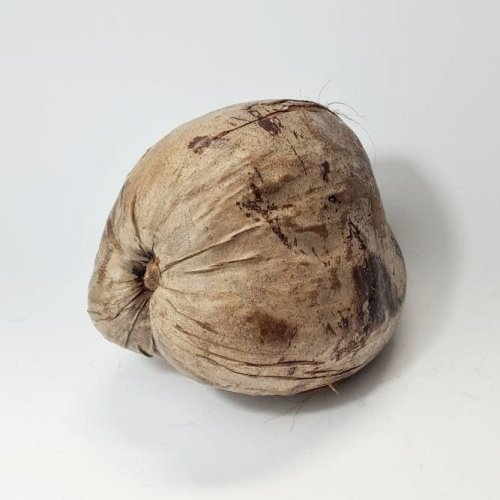 Whole Brown Coconut