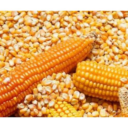 Yellow Maize