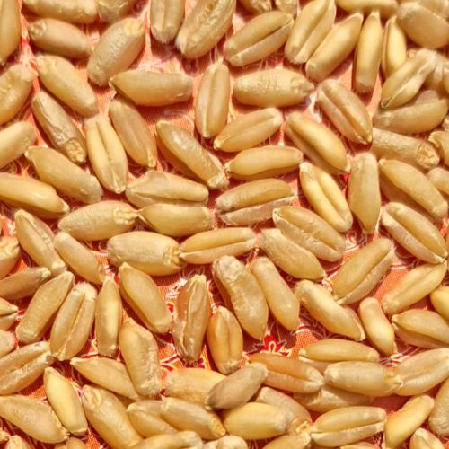 A Grade Wheat Grain