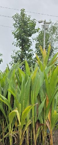 Bona Coconut Plant