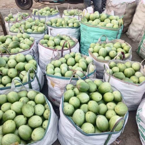 Fresh Brinjal