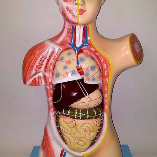 Human Torso Model