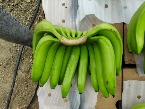 Cavendish Bananas