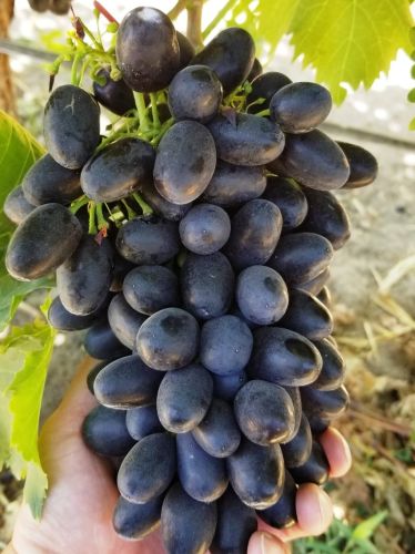 Fresh Pinot Noir Black Grapes
