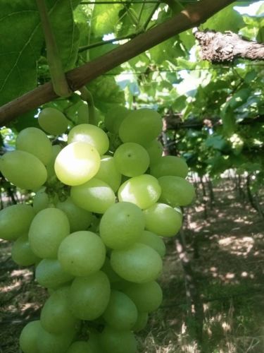 Green Grapes