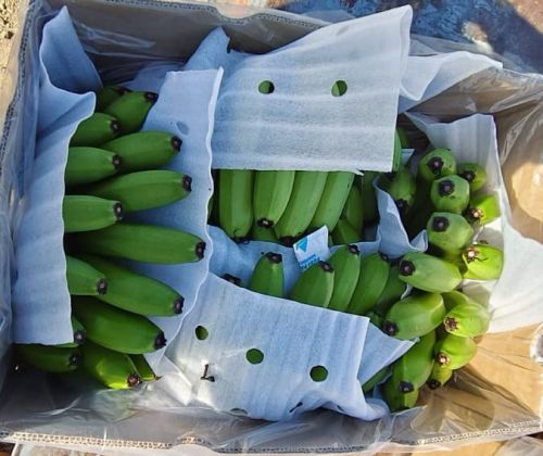 Raw G9​ Cavendish Banana