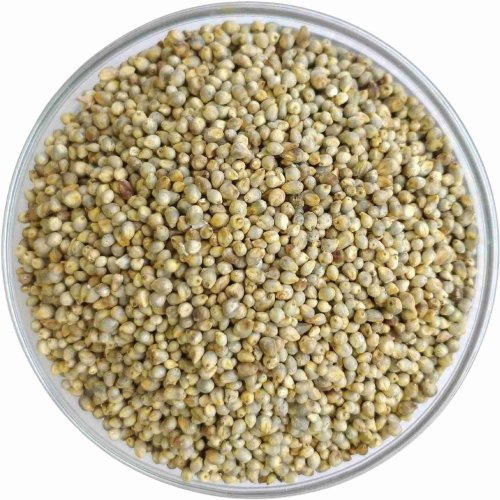 Pearl Millet Seeds