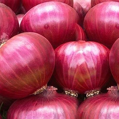Fresh Big Red Onion