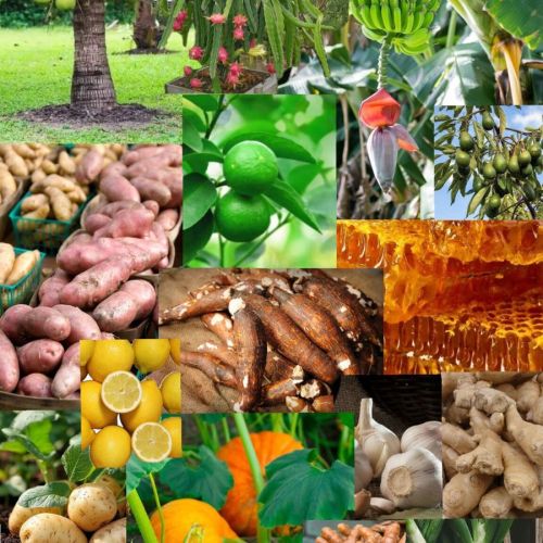 Agricultural Food Products